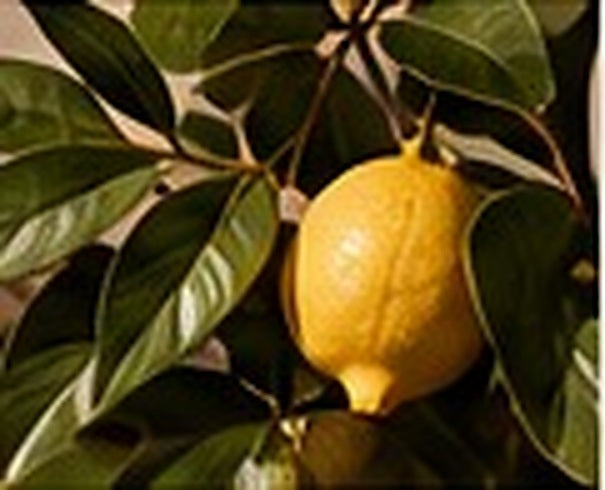CITRUS & BOTANICAL